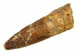 Fossil Spinosaurus Tooth - Real Dinosaur Tooth #298102-1